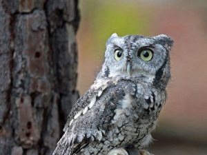 What Owls Live in the Central Texas Hill Country?
