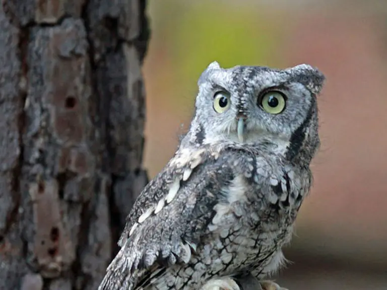 What Owls Live in the Central Texas Hill Country? BirdingLocations
