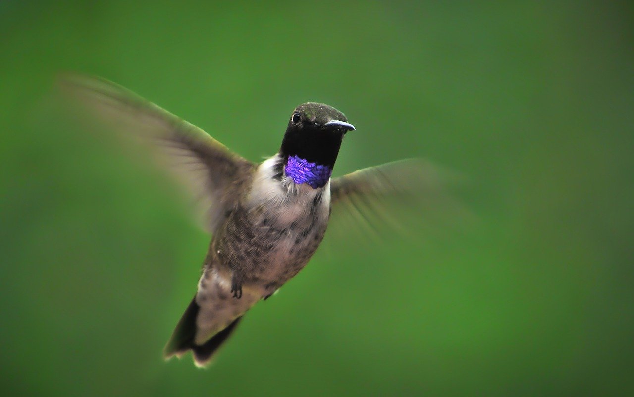 You are currently viewing Texas Hummingbird Species and Where to See Them