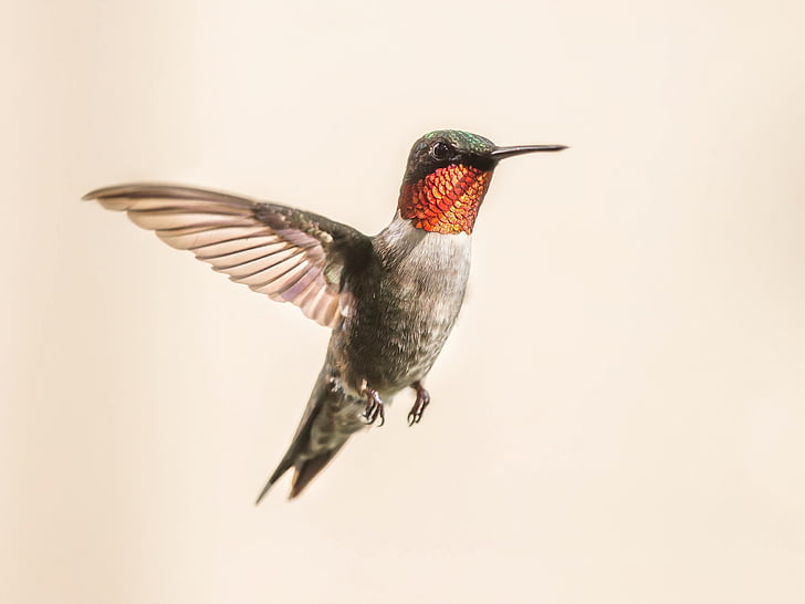 Ruby-throated Hummingbird