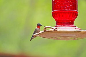 Hummingbird Season in Texas & When to Hang Feeders