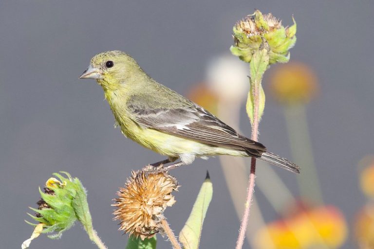 Texas Birds Of Prey Identification Avoid These Common Birding Mistakes - 5pxd1kk