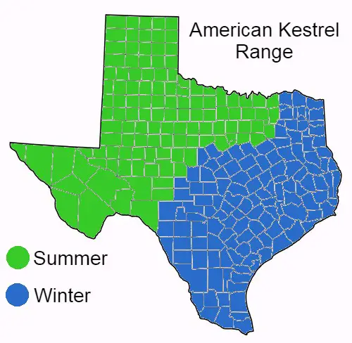 American Kestrel Range Map in Texas
