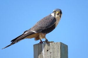 Texas Falcons and How to Tell Them Apart