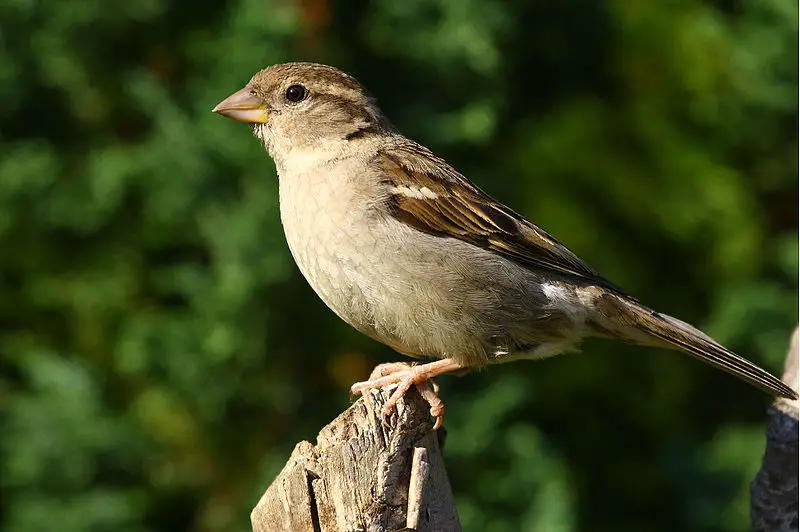 House Finch Female