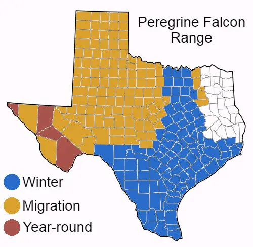 Peregrine Falcon Range Map in Texas