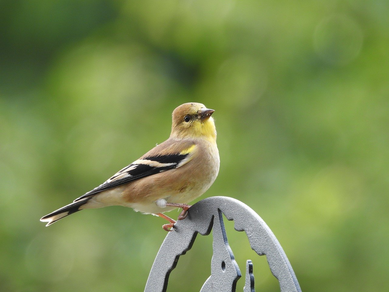 common-texas-backyard-birds-how-to-tell-them-apart-birdinglocations