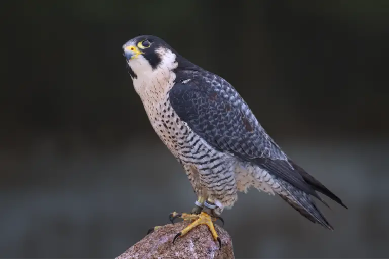 Texas Falcons and How to Tell Them Apart BirdingLocations