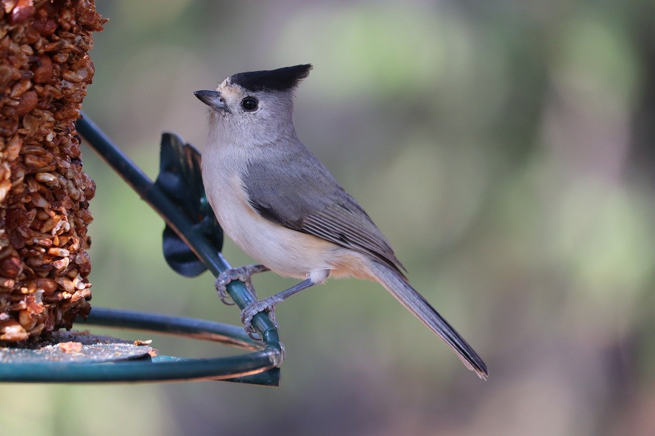 Common Texas Backyard Birds & How to Tell Them Apart | BirdingLocations
