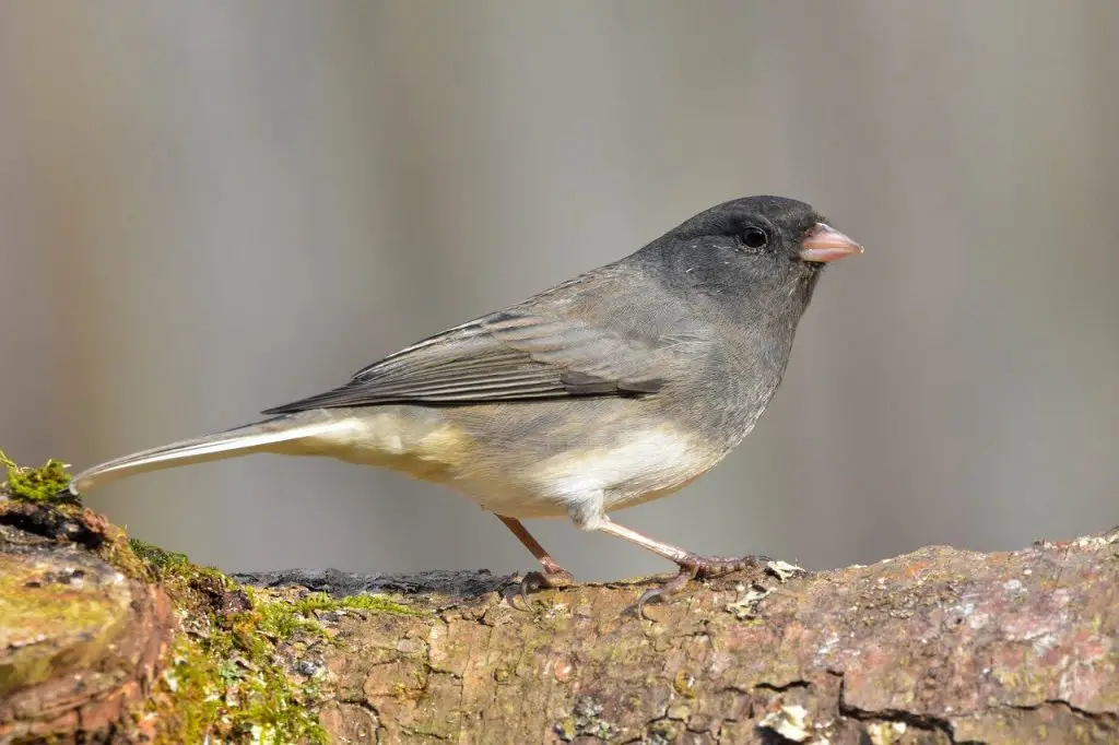 Dark-eyed Junco