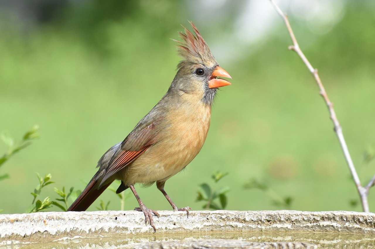 common-texas-backyard-birds-how-to-tell-them-apart-birdinglocations