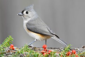 Common Texas Backyard Birds & What They Eat