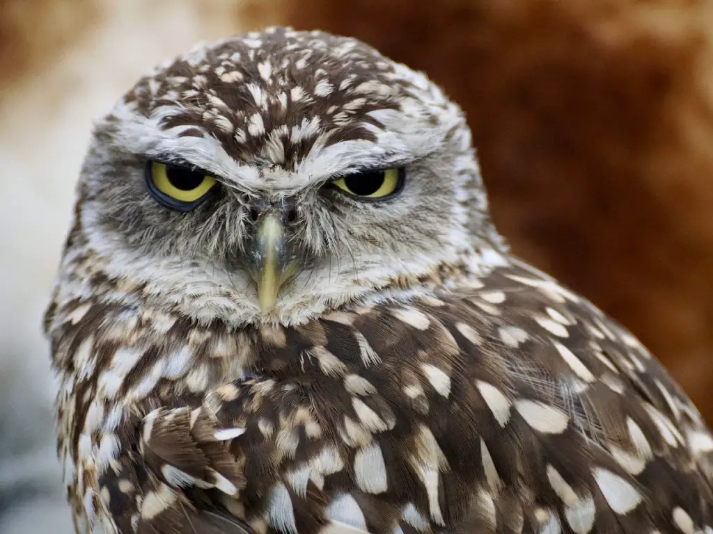 Where to See Burrowing Owls in Texas | BirdingLocations