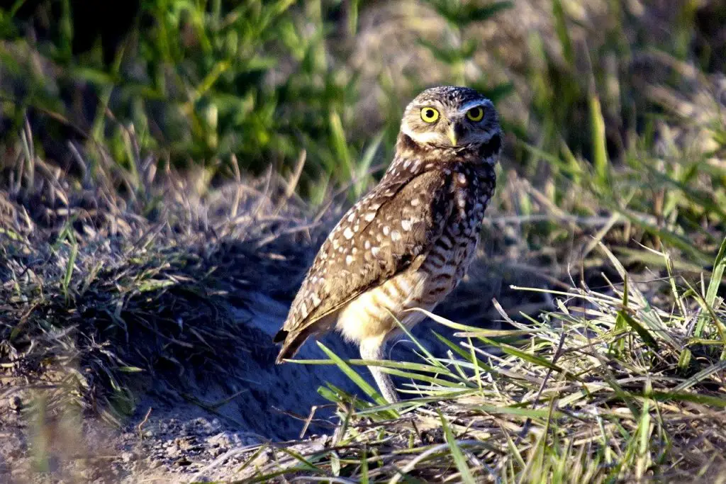 where-to-see-burrowing-owls-in-texas-birdinglocations