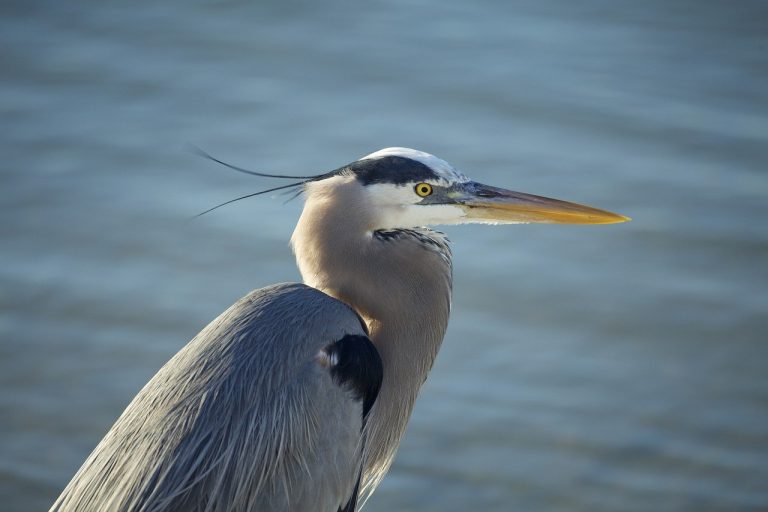 Texas Herons & Egrets: How to Tell Them Apart (with photos ...