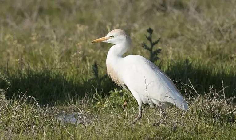 How To Tell Egrets Apart