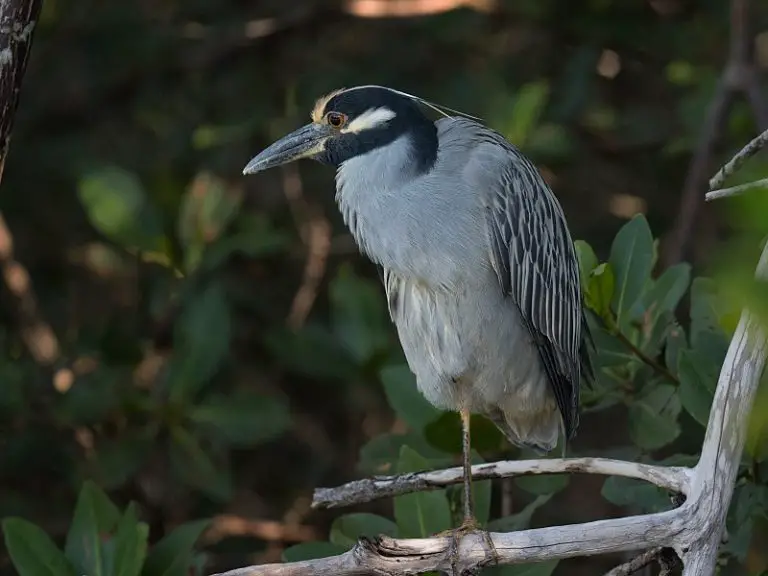 Texas Herons & Egrets: How to Tell Them Apart (with photos ...