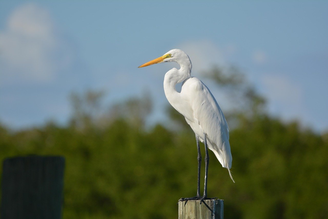 texas-herons-egrets-how-to-tell-them-apart-with-photos