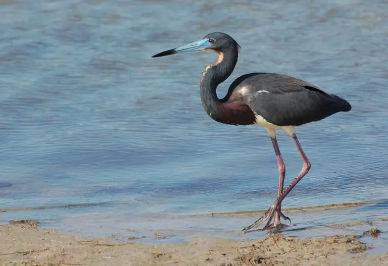 Texas Herons & Egrets: How to Tell Them Apart (with photos ...