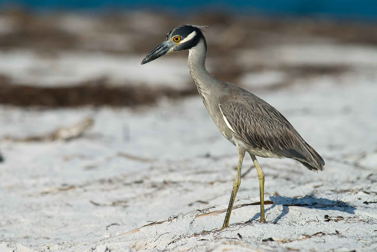 Texas Herons & Egrets: How to Tell Them Apart (with photos ...