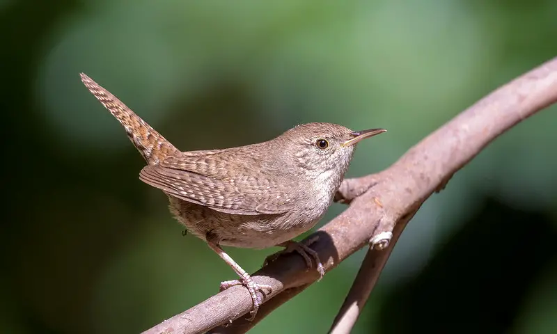 Texas Wrens & How to Tell Them Apart (with photos)