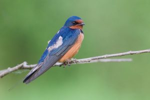 Texas Swallow Species and How to Tell Them Apart