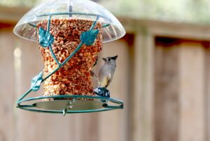 8 Ways to Make Your Bird Food Last Longer