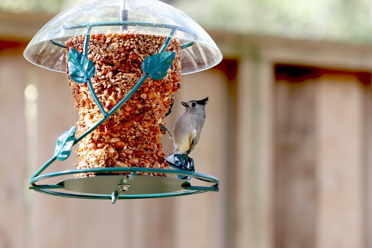 You are currently viewing 8 Ways to Make Your Bird Food Last Longer