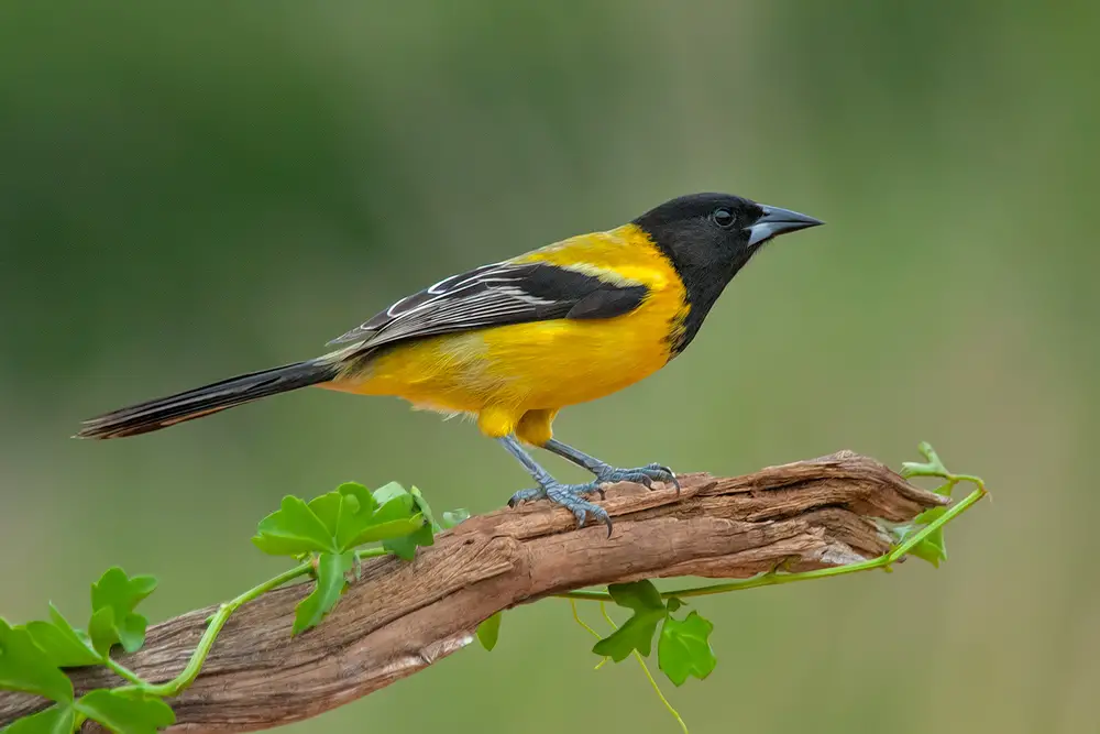 Audubon’s Oriole in Texas